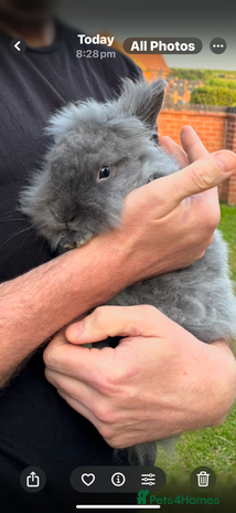 Mini Lion Lop rabbits - Advert 10