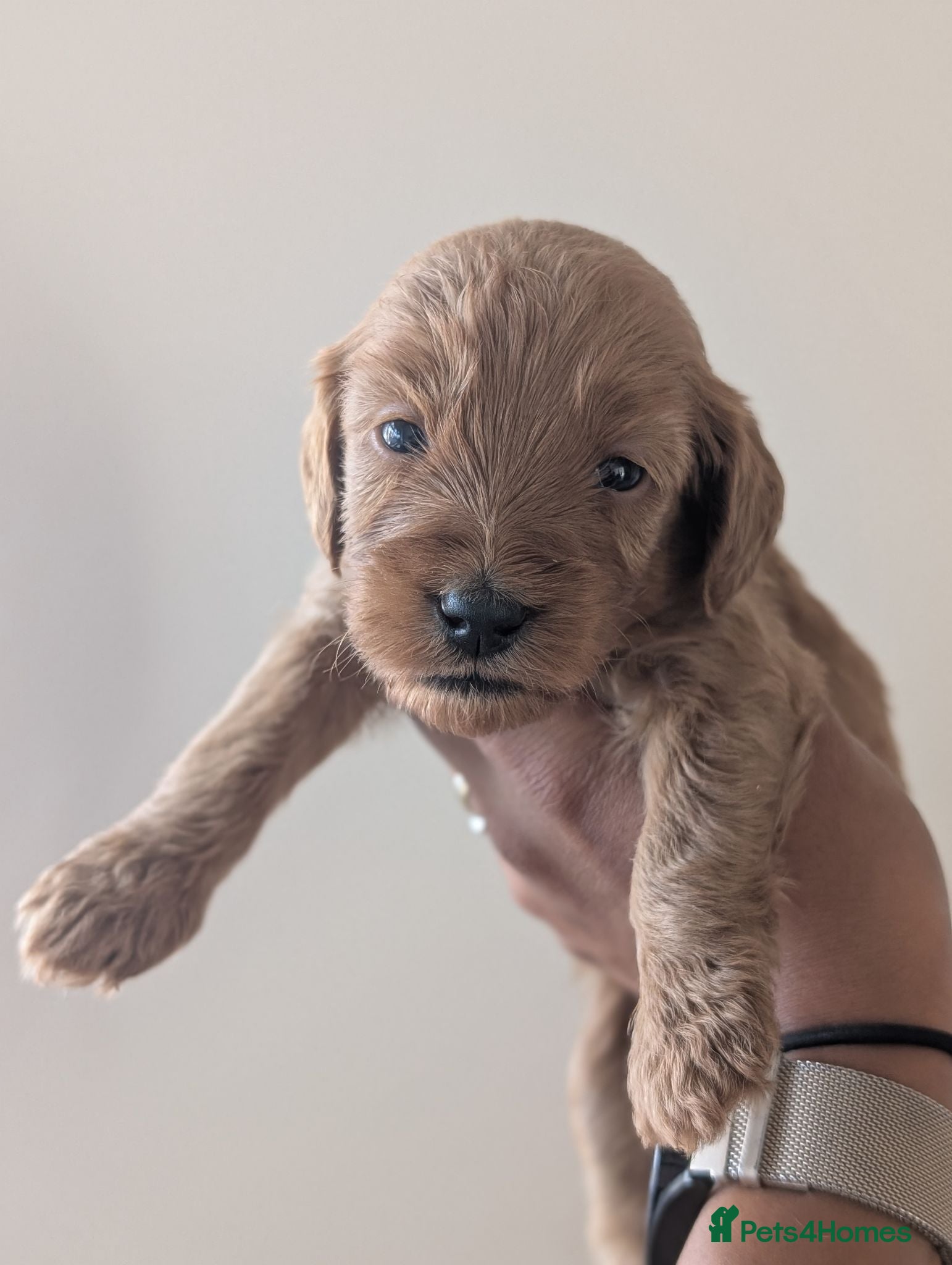 Mini Goldendoodle dogs Last Female - F1BB Miniature Goldendoodle puppies  - Advert 8