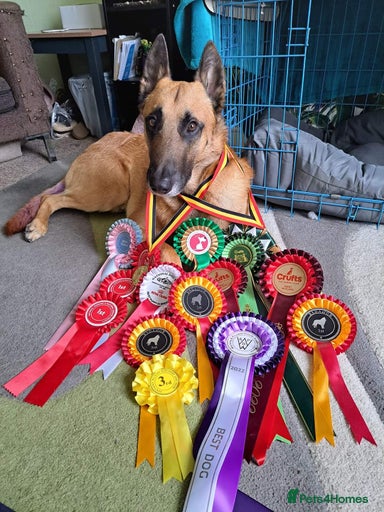 Gallery Image {{count}}