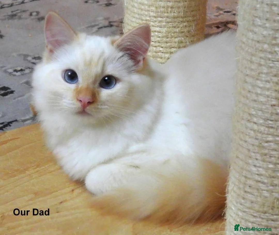 Ragdoll cats for sale: Quality GCCF Reg Ragdoll Kittens Ready Now - Advert 12