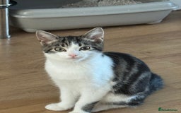 British Shorthair cats for sale: Female British Short Hair - Advert 5