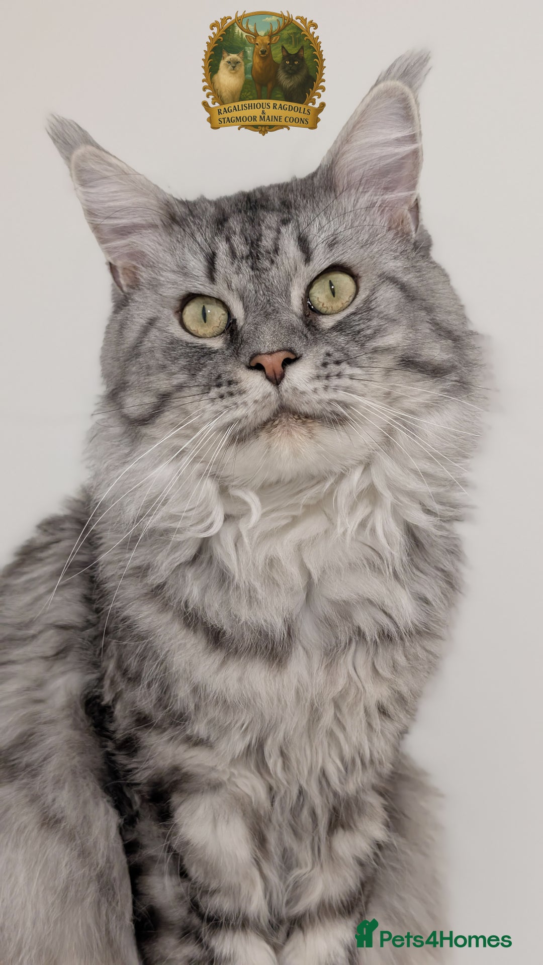 Maine Coon cats for stud: Championship European line Black Silver Tabby Stud - Advert 4