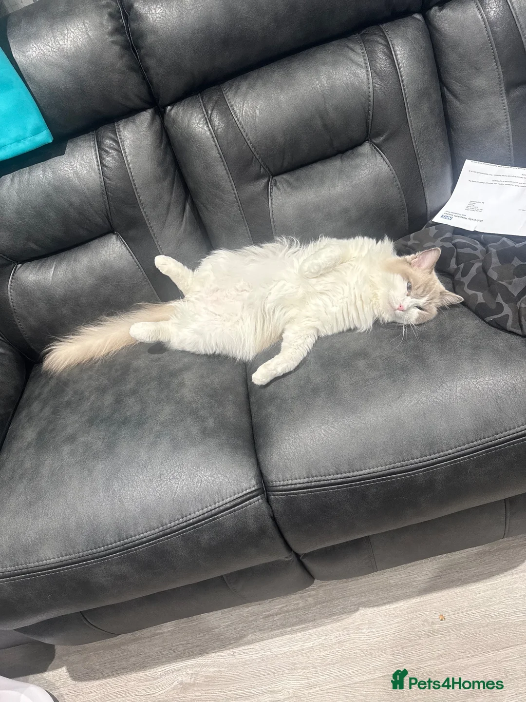 Ragdoll cats for sale: Fluffy the ragdoll  in Brighton - Advert 2