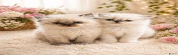 Ragdoll cats for sale: 2 Stunning Ragdoll x Persian available now ❤️ - Advert 6