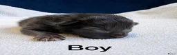 Ragcoon cats for sale: Ragdoll × Maine Coon Kittens rare colours - Advert 11
