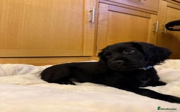 Cocker Spaniel dogs for sale: 7x Dock Tail Cocker Spaniel Puppies - Image 3