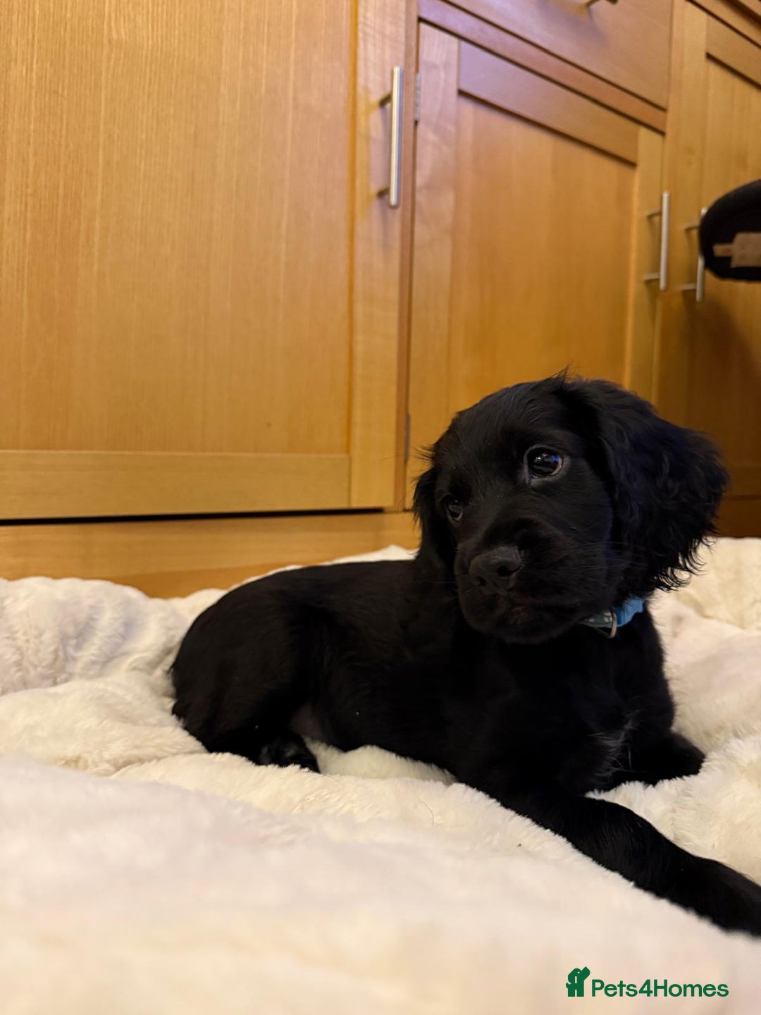 Cocker Spaniel dogs for sale: 7x Dock Tail Cocker Spaniel Puppies - Image 3