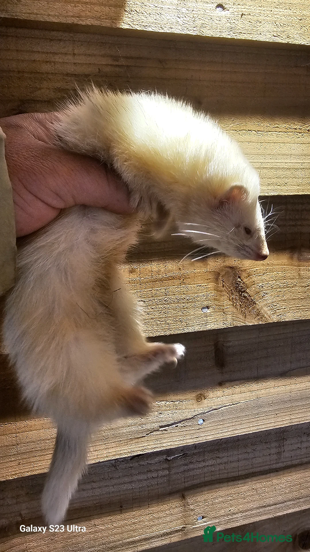 Ferret rodents for sale: Micro ferret black eyed white  in Bishop's Stortford - Advert 2