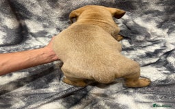 Mixed Breed dogs for sale: STAFFWEILERS LAST 2 GIRLS e Cream and d CARRIERS - Image 21