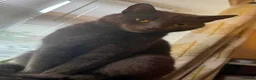 Mixed Breed cats for sale: Blue Siamese Cross looking for a forever home - Advert 2