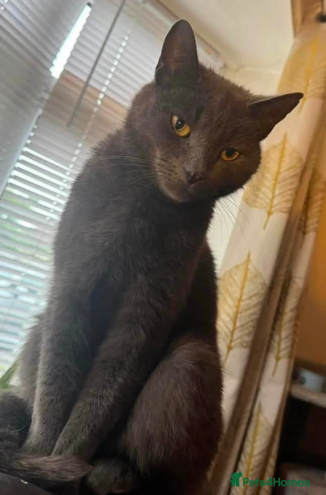 Mixed Breed cats for sale: Blue Siamese Cross looking for a forever home - Advert 2