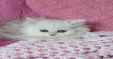 Persian cats - Advert 2