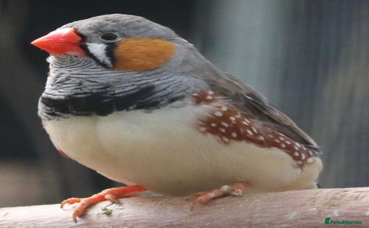 Finches birds in Nottingham - Advert 6