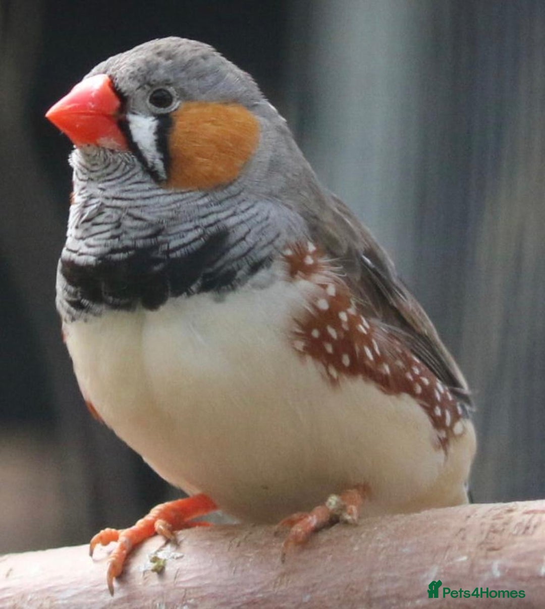 Finches birds for sale: Birds in Nottingham - Image 1
