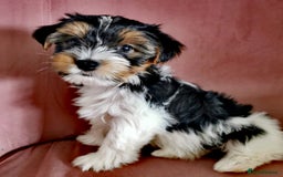 Yorkshire Terrier dogs for sale: Biewer Yorkshire Terrier🐶 Two Boys🧬PURE BLOOD in Hull - Image 27