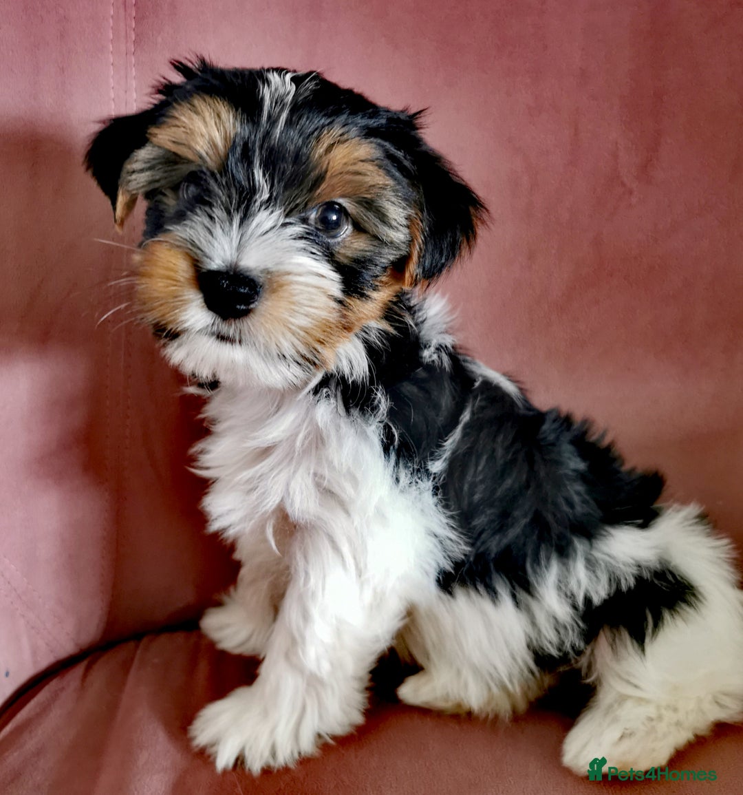 Yorkshire Terrier dogs for sale: Biewer Yorkshire Terrier🐶 Two Boys🧬PURE BLOOD in Hull - Image 27
