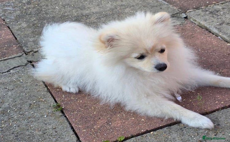 Pomeranian dogs - Advert 1