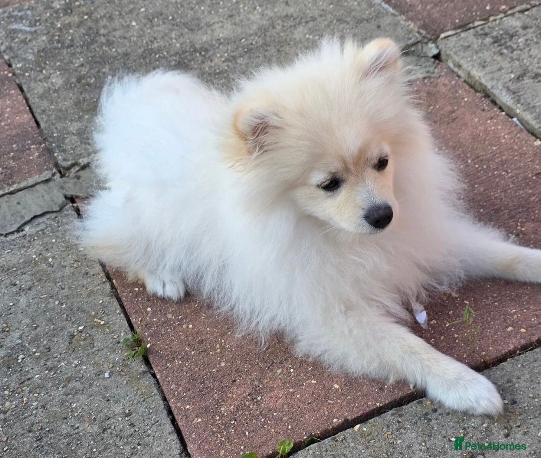 Pomeranian dogs for sale: Honey - 7 month old intact female Pomeranian  - Image 1