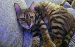 Toyger cats for sale: Super Loving Female Toyger (Spayed) - Image 2