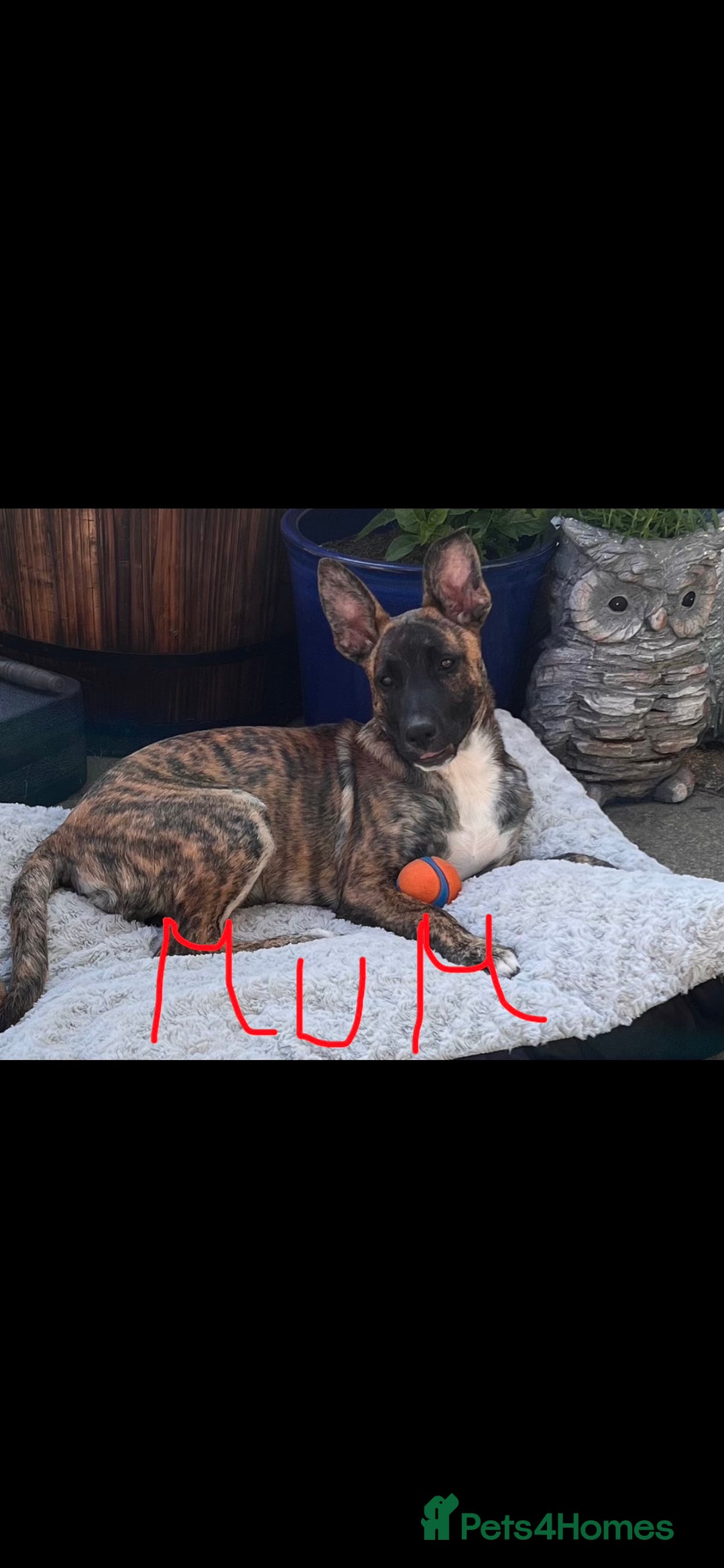 Mixed Breed dogs for sale: German Shepherd x Staffy x Jack Russell puppies  - Advert 2