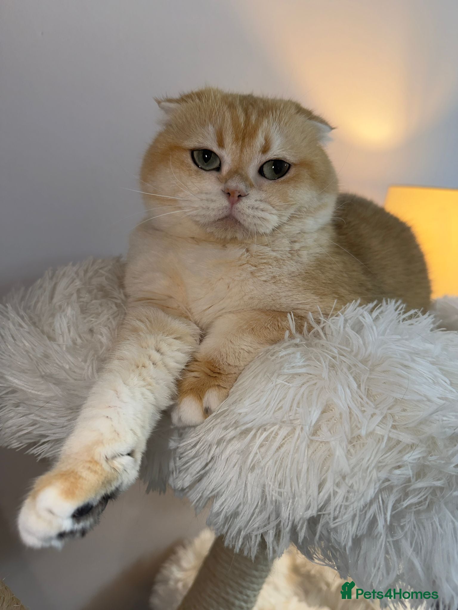 British Shorthair cats Rehoming  - Advert 1
