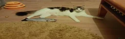 Mixed Breed cats for adoption: King Tut is looking for cuddles - Advert 12