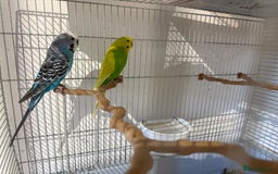 Budgerigars birds for sale: Pair of Budgies looking for a loving home - Image 1