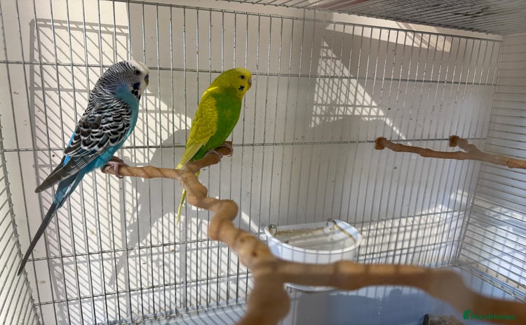 Budgerigars birds - Advert 5