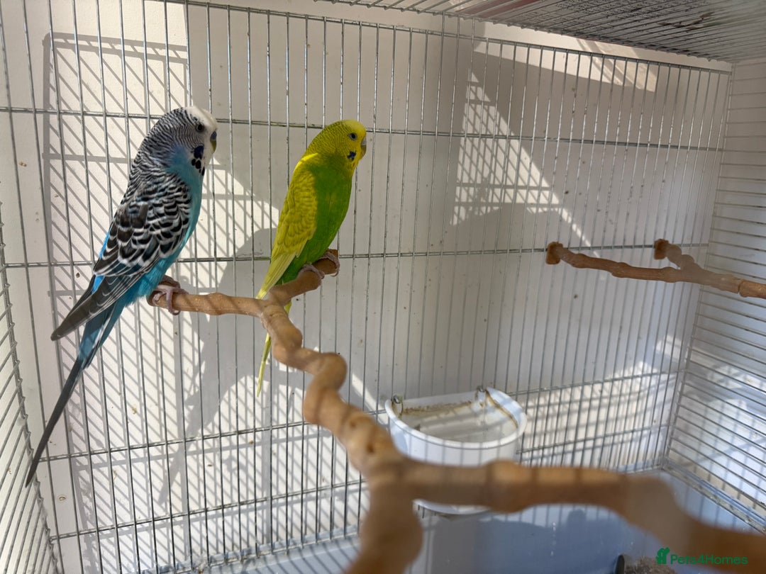 Budgerigars birds for sale: Pair of Budgies looking for a loving home - Image 1
