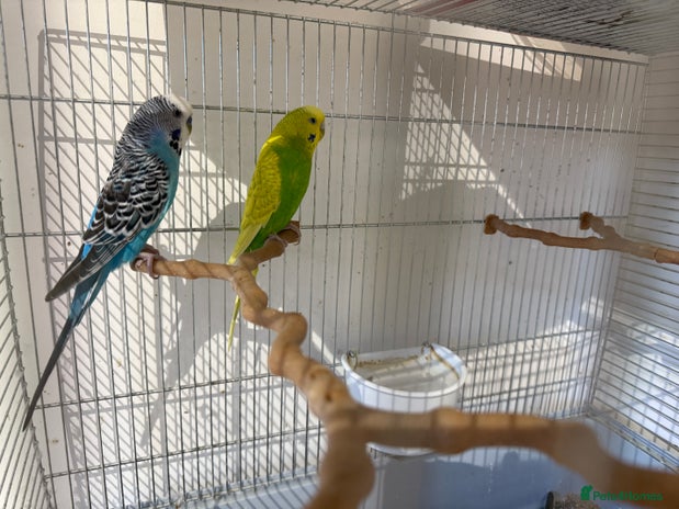 Budgerigars birds - Advert 16