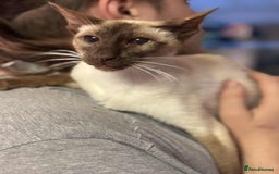 Siamese cats for sale: Siamese chocket and fawn bothvery loving gorgeous  - Image 3