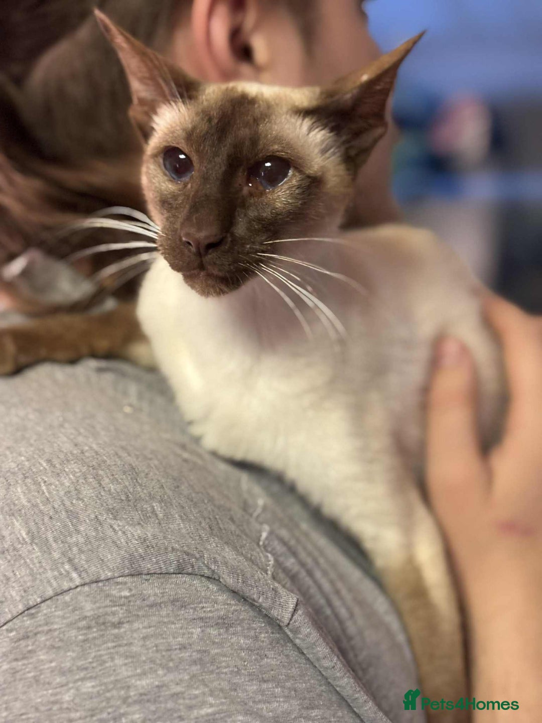 Siamese cats for sale: Siamese chocket and fawn bothvery loving gorgeous  - Image 3