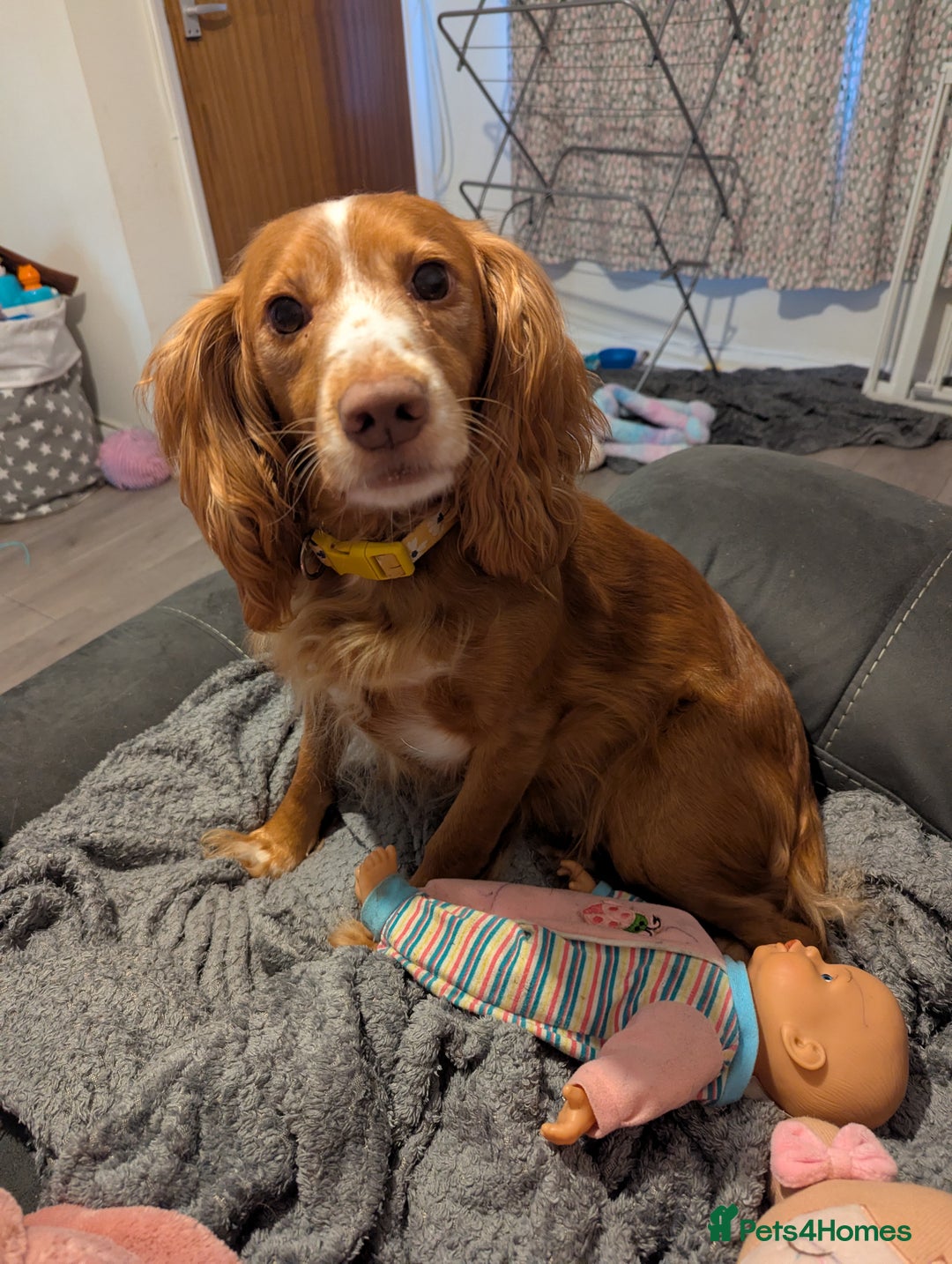 Cocker Spaniel dogs for sale: Beautiful 5 year old female cocker  - Advert 2