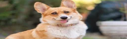 Welsh Corgi Pembroke dogs for sale: Beautiful Welsh Pembroke corgi female  - Advert 3