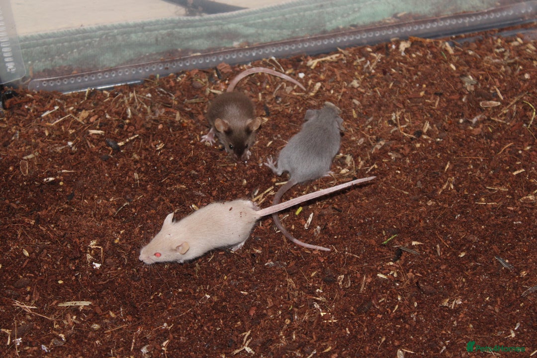 Mouse rodents for sale: Mixture of Fancy Mice For Sale  - Image 8