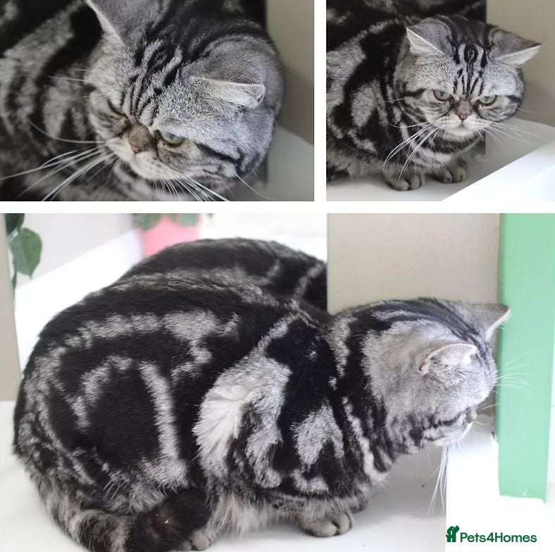 British Shorthair cats 🧸Last Handsome Teddy Bear available!🧸 - Advert 2