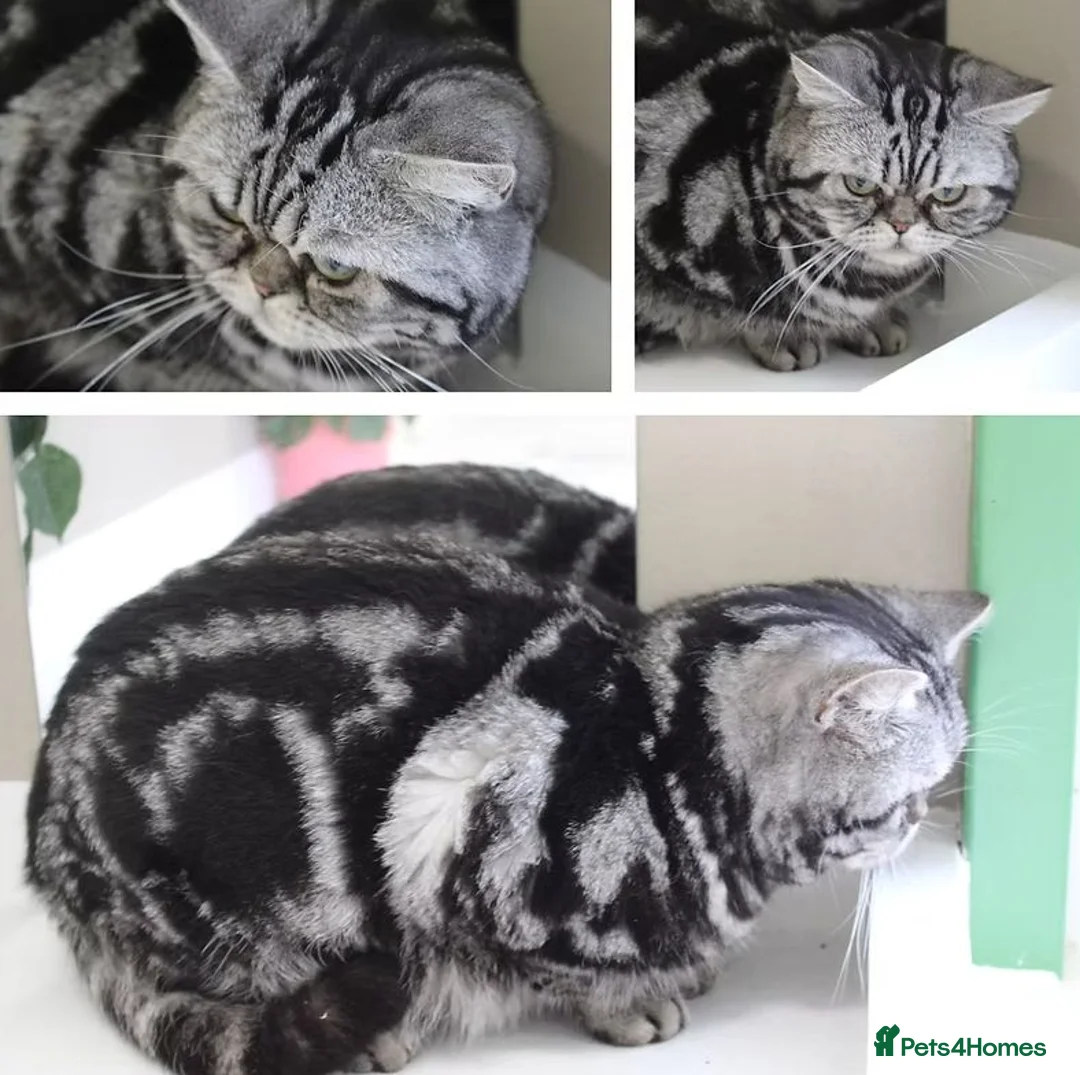 British Shorthair cats for sale: 🧸Last Handsome Teddy Bear available!🧸 - Advert 2