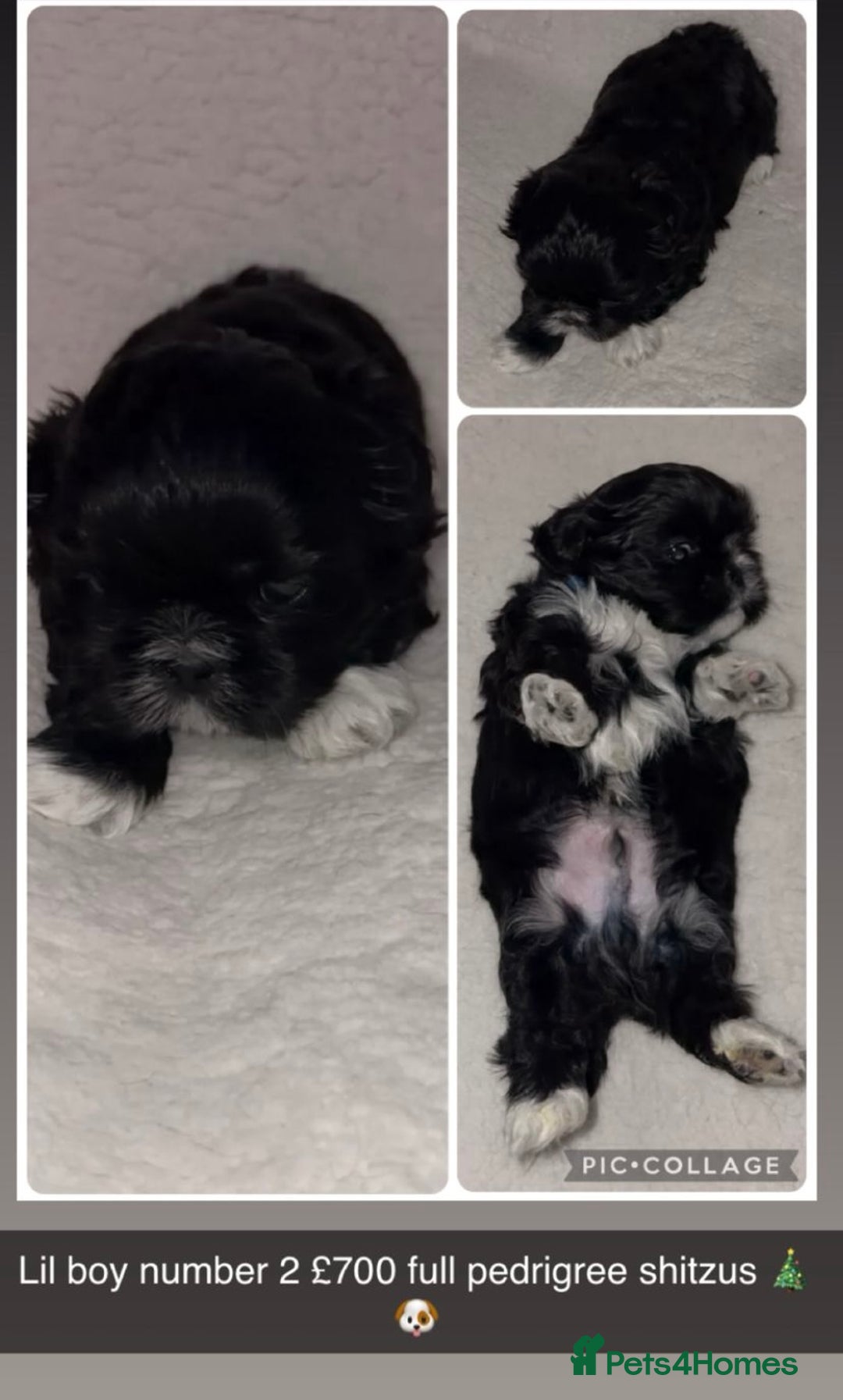 Shih Tzu dogs for sale: Beautiful Shih Tzu for sale  - Advert 6