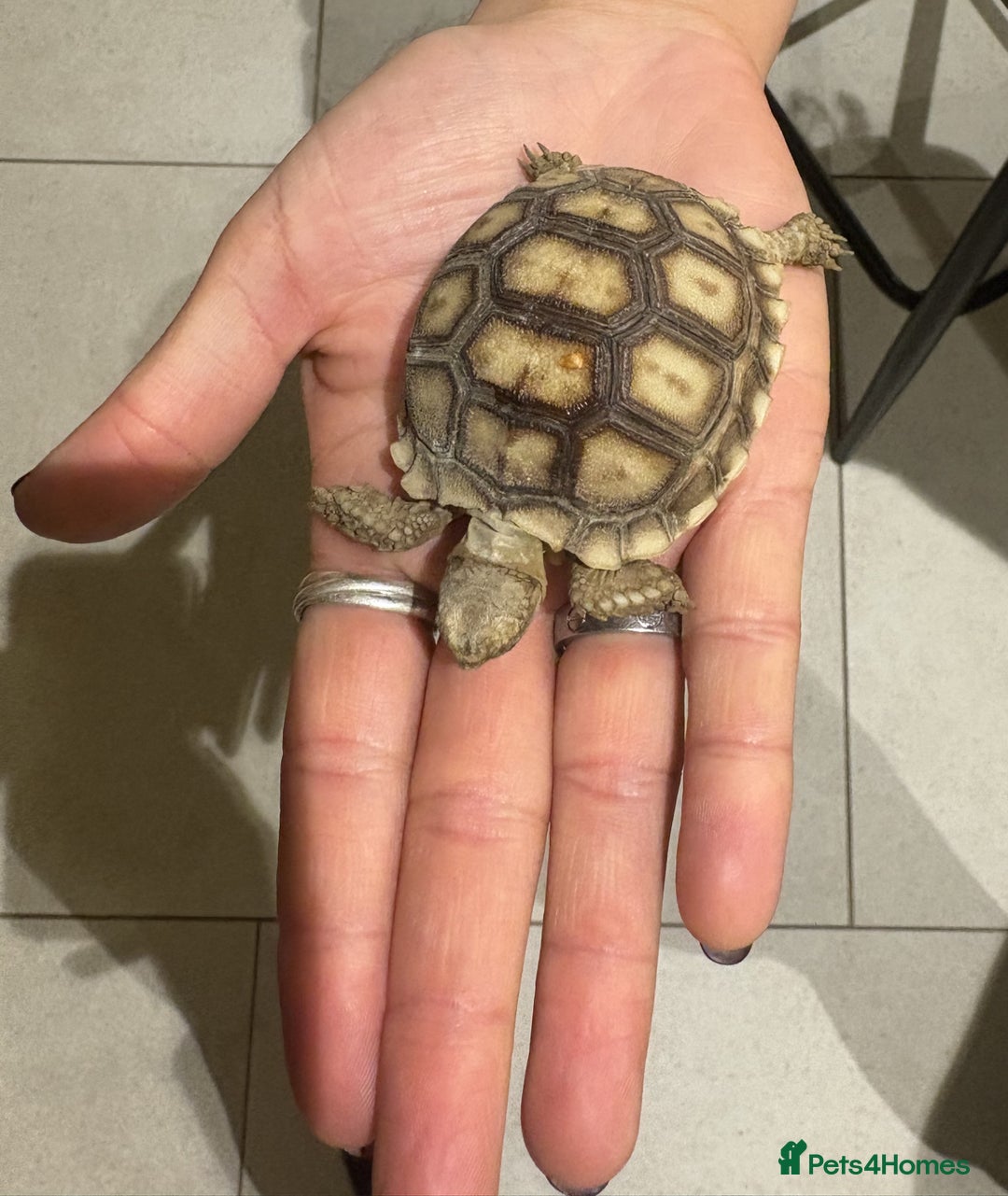 Tortoise reptiles for sale: Gorgeous Sulcata Tortoise 9 months old - Advert 2