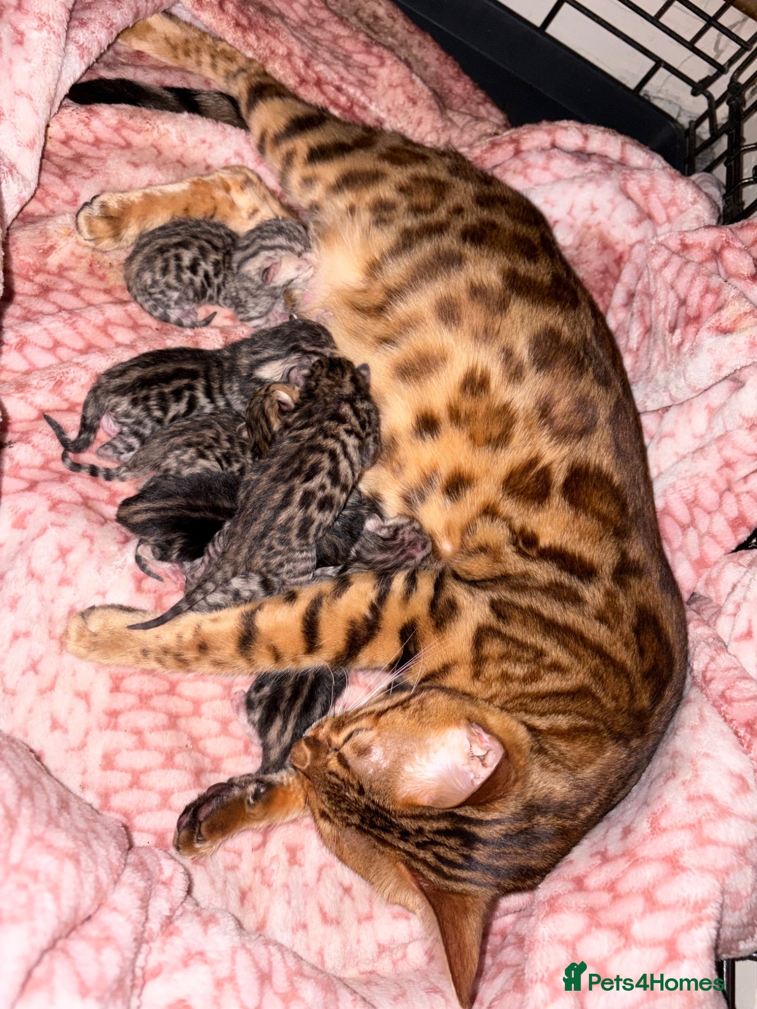 Bengal cats 8 gorgeous bengal kittens for sale  - Advert 14