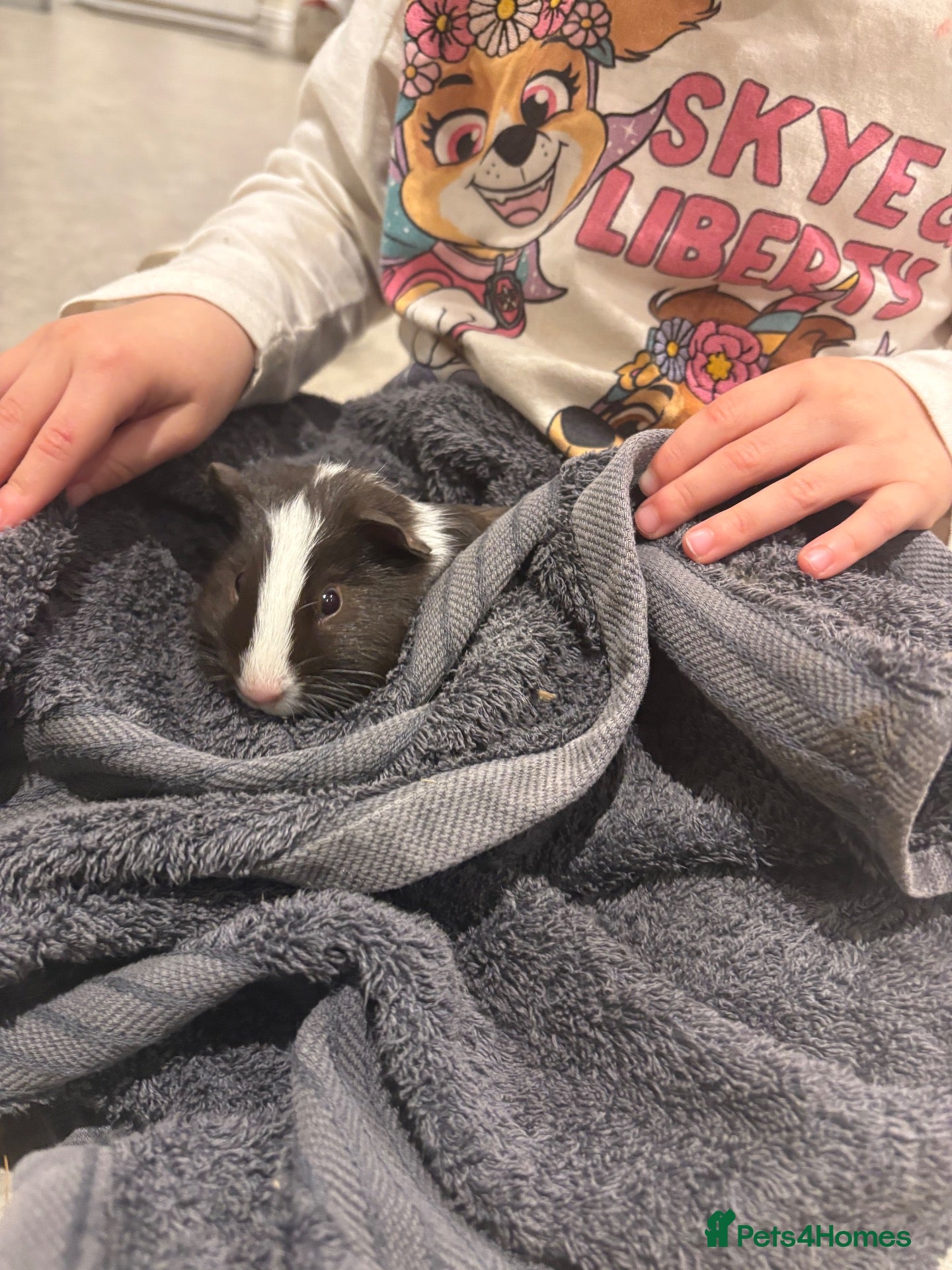 Guinea Pig rodents for sale: Male guinea pig 10 weeks - Advert 1