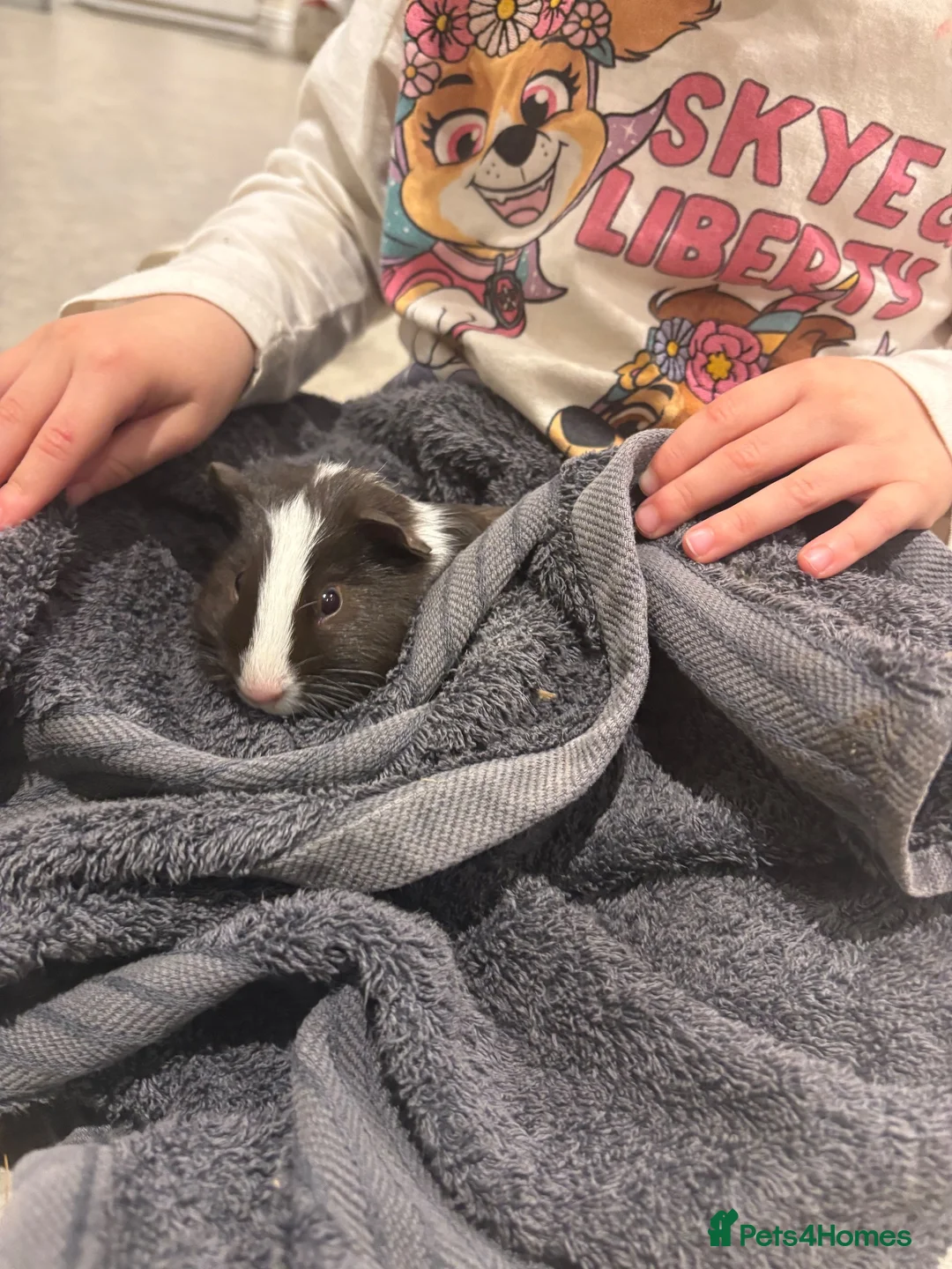 Guinea Pig rodents for sale: Male guinea pig 10 weeks in Selby - Advert 1