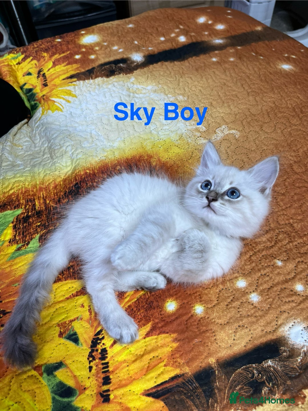 Ragdoll cats for sale: ❗️❤️5 Incredibly Beautiful Ragdoll Kittens❤️🐈  - Image 25