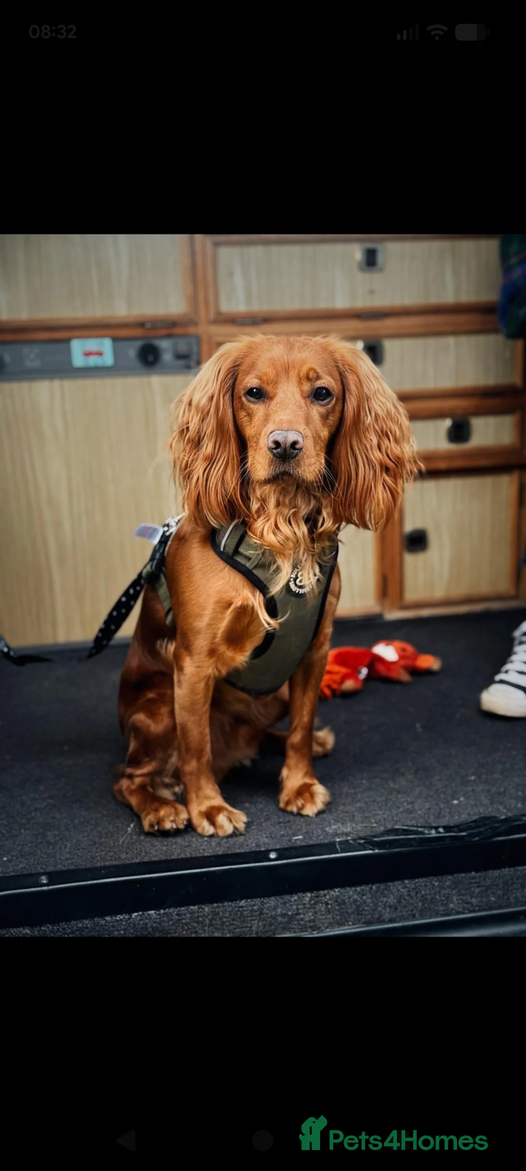 Cocker Spaniel dogs for sale: 21 month old cocker spaniel (male, not neutered). in Felixstowe - Advert 2