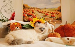 Ragdoll cats for sale: GCCF Ragdoll Kittens - Outstanding!  - Image 30
