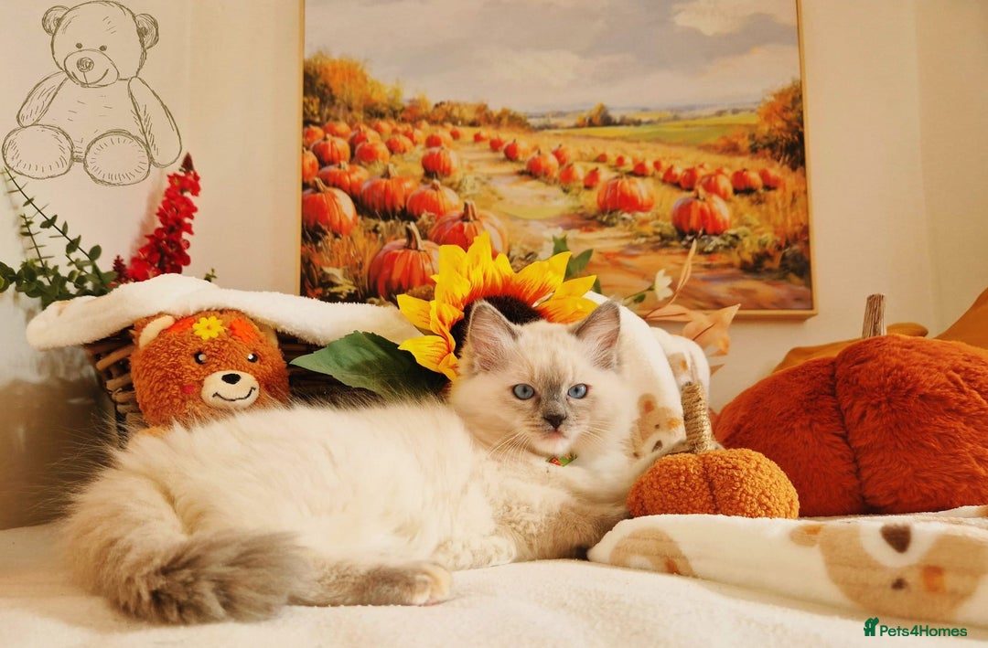 Ragdoll cats for sale: GCCF Ragdoll Kittens - Outstanding!  - Image 30