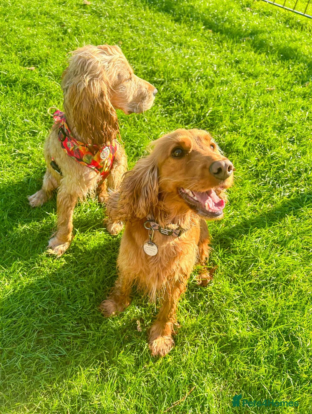 Cocker Spaniel dogs for sale: PRE ADVERT- Show Type Cocker Spaniel Puppies - Advert 6