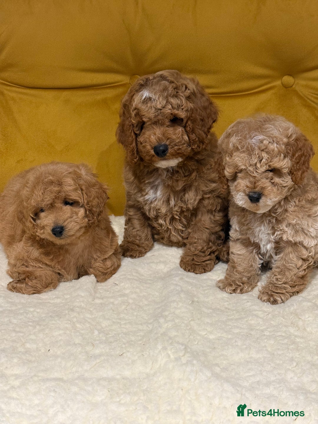 Cockapoo dogs for sale: Absolutely stunning puppies  - Advert 3