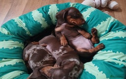 Dachshund dogs for sale: Miniature short hair daschund puppies  - Image 5