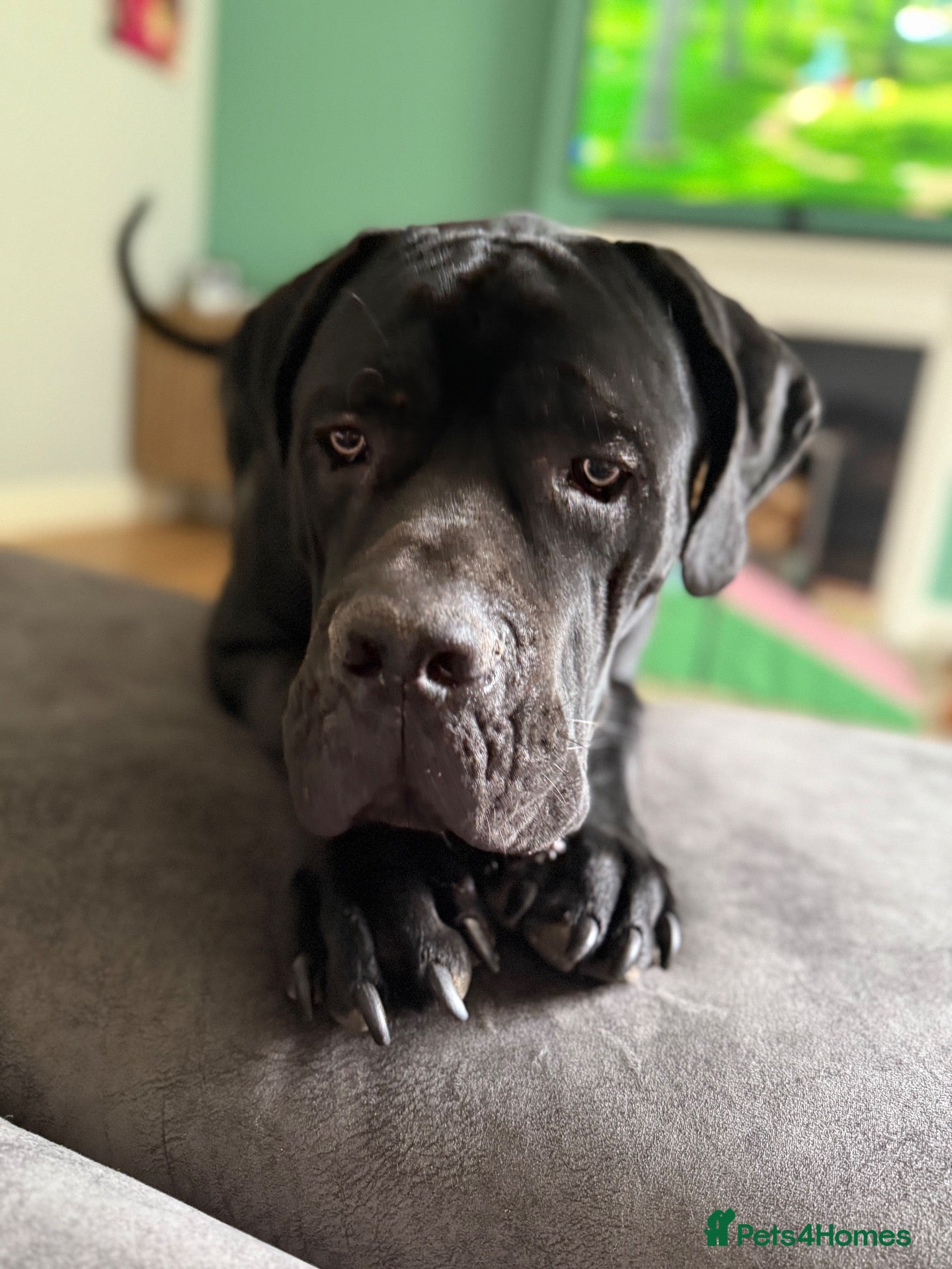 Cane Corso dogs Pedigree cane corso Male 1 yr old - Advert 2
